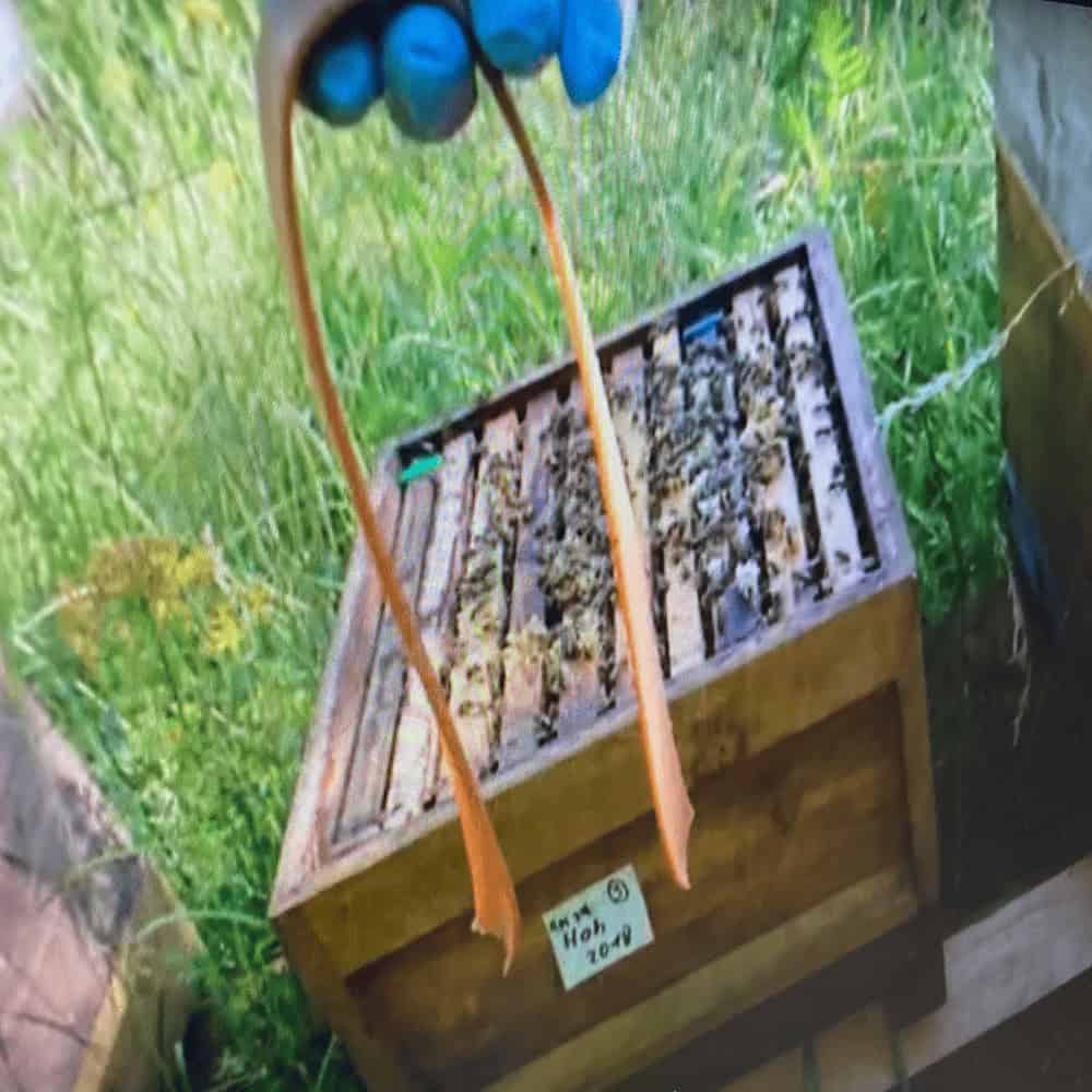 Bienenstock mit Bienen und Waben, Natur im Garten.