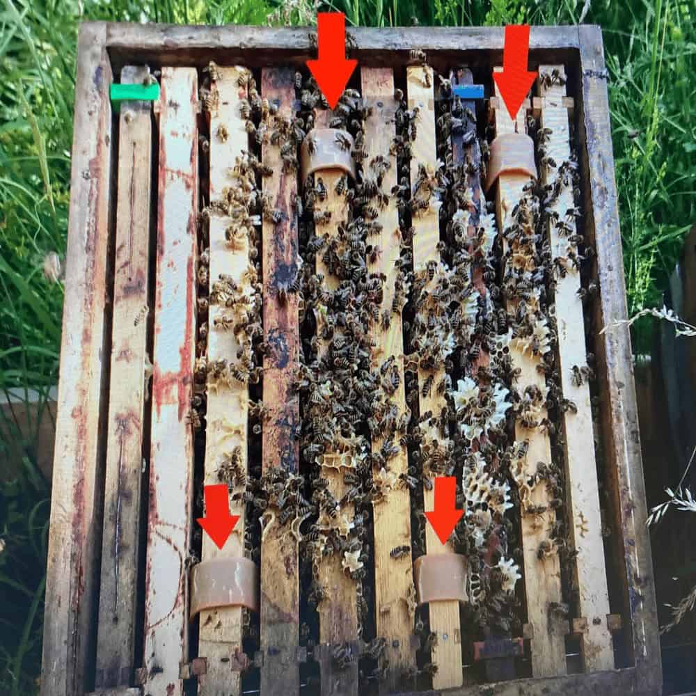 Bienen bei der Arbeit auf der Wabe.